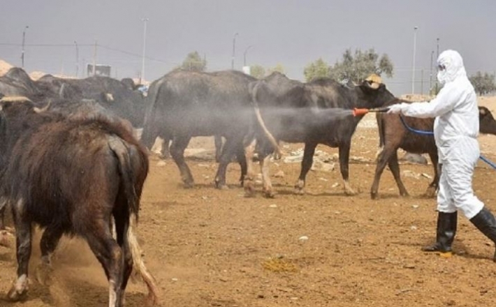 استمرار ارتفاع أعداد الوفيات والإصابات بالحمى النزفية في العراق