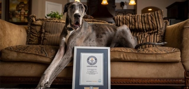 درێژترین سەگ لە جیهاندا