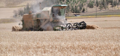 أربيل تبدأ باستلام محصول القمح من الفلاحين
