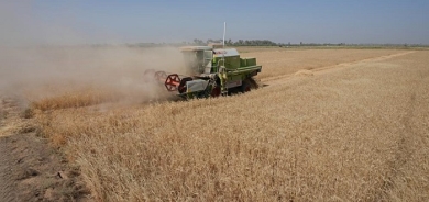 Severe water shortages strain wheat harvest in Iraq