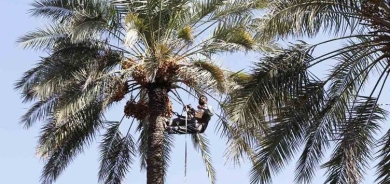 انحسار أعداد النخيل في البصرة الى 2.8 مليون نخلة فقط