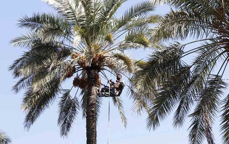 انحسار أعداد النخيل في البصرة الى 2.8 مليون نخلة فقط