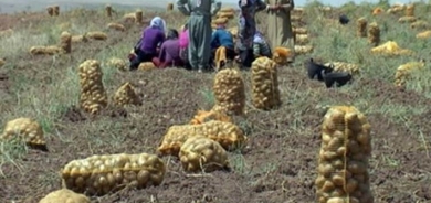 Hawirde kirina berhemên çandinî hat qedexe kirin