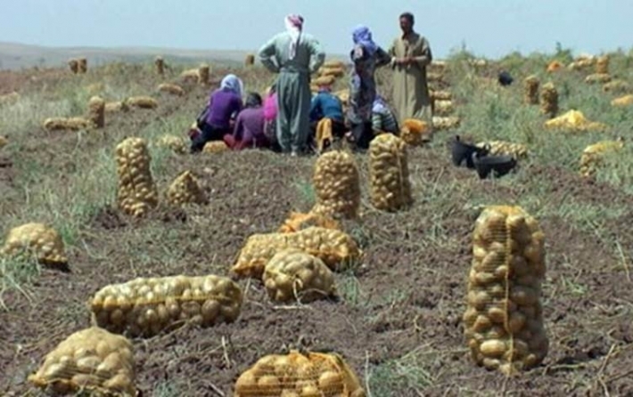 Hawirde kirina berhemên çandinî hat qedexe kirin