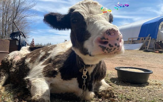 چێلێكی دوو لووت