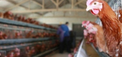 تفشي سلالة «شديدة العدوى» من إنفلونزا الطيور في العراق