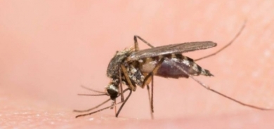 ما هي الألوان التي عليك تجنبها لتفادي لدغات البعوض؟