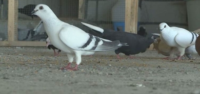 Jinekê li Amedê otêleke kevokan vekir