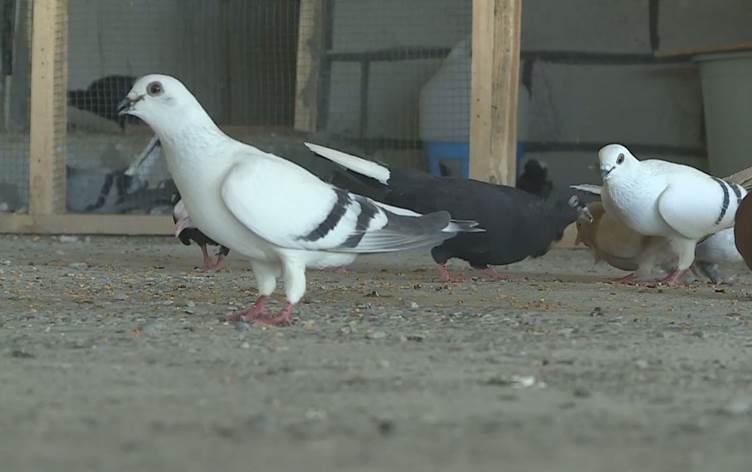 Jinekê li Amedê otêleke kevokan vekir