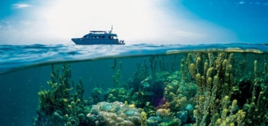 كيف غير البشر المشهد الصوتي للمحيط؟