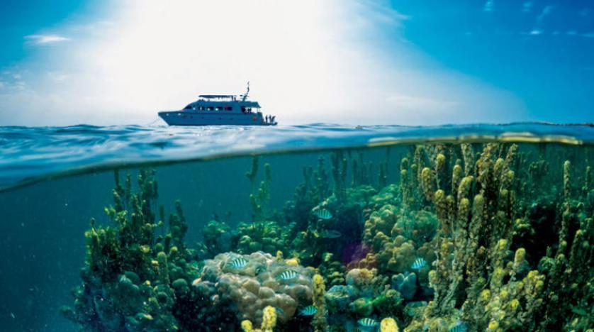 كيف غير البشر المشهد الصوتي للمحيط؟