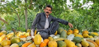 المزارع الكوردي النموذجي يتمكن من انتاج 45 نوع من اليقطين (القرع العسلي)