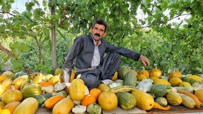 المزارع الكوردي النموذجي يتمكن من انتاج 45 نوع من اليقطين (القرع العسلي)