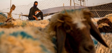 من ضمنها 36 حالة وفاة .. ارتفاع جديد لإصابات الحمى النزفية في العراق