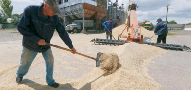 شبح القصف يخيّم على حصاد القمح في أوكرانيا