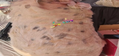 پێستە بۆ هەڵگرتنی خۆراك