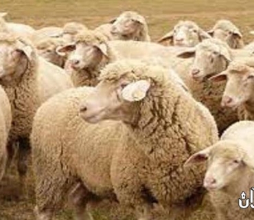 بڵاوكردنەوەی چەندین بڕیار تایبەت بە ڕێكار و میكانیزمه‌كانی هاورده‌كردنی ئاژه‌ڵ