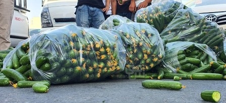 وزارة الزراعة في حكومة الاقليم تحظر استيراد الخيار والطماطم