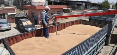 تجارة كوردستان : استلام اكثر من 200 الف طن من الحنطة من الفلاحين حتى الآن