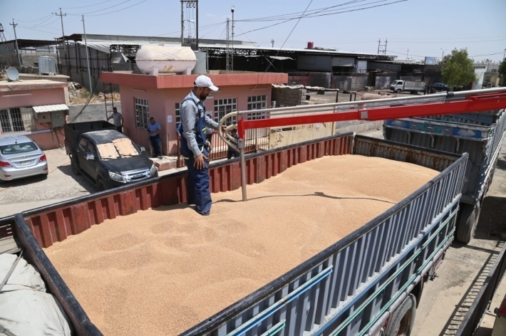 تجارة كوردستان : استلام اكثر من 200 الف طن من الحنطة من الفلاحين حتى الآن