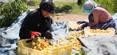 Li Meletiyê berhevkirina qeysiyan dest pê kiriye