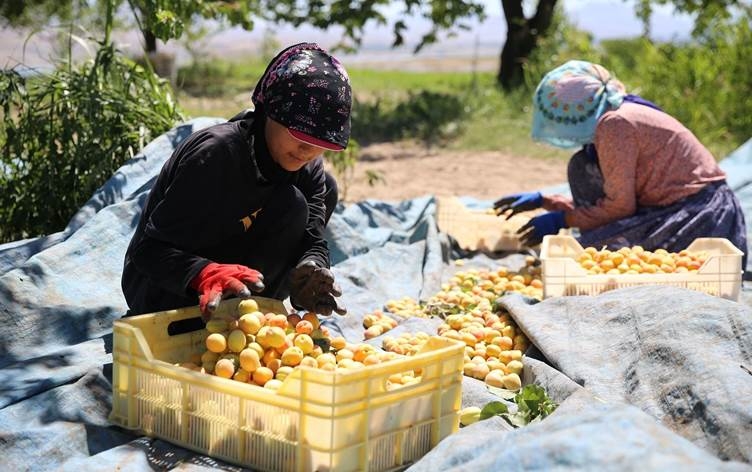 Li Meletiyê berhevkirina qeysiyan dest pê kiriye