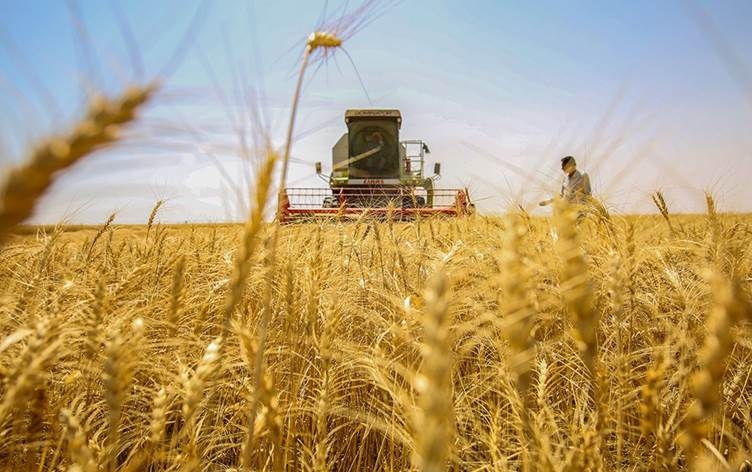 وزارة التجارة: الحنطة تكفي الى نهاية 2022 وتسويق أكثر من مليوني طن