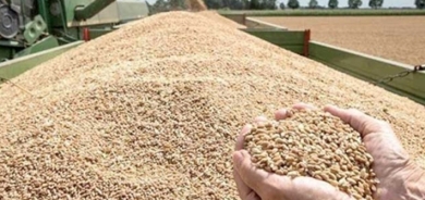 حكومة إقليم كوردستان تستلم أكثر من 236 ألف طن قمح من المزارعين