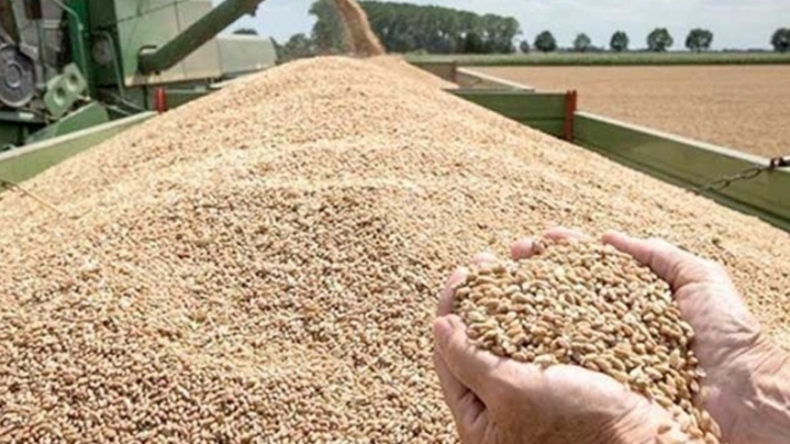 حكومة إقليم كوردستان تستلم أكثر من 236 ألف طن قمح من المزارعين