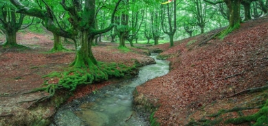 دارستانی تەمومژاوی