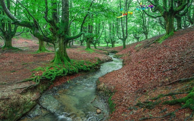 دارستانی تەمومژاوی