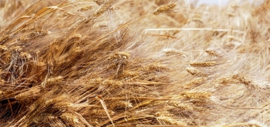 Egypt cancels contracts for 240,000 T of stranded Ukrainian wheat -sources