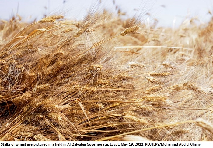 Egypt cancels contracts for 240,000 T of stranded Ukrainian wheat -sources