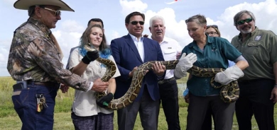 گەورەترین ماری جیهان كەوتە داو