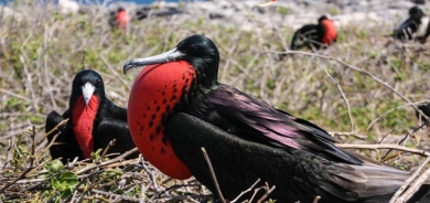 باڵندەی مل شووتی و دوو مێشك