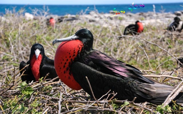 باڵندەی مل شووتی و دوو مێشك