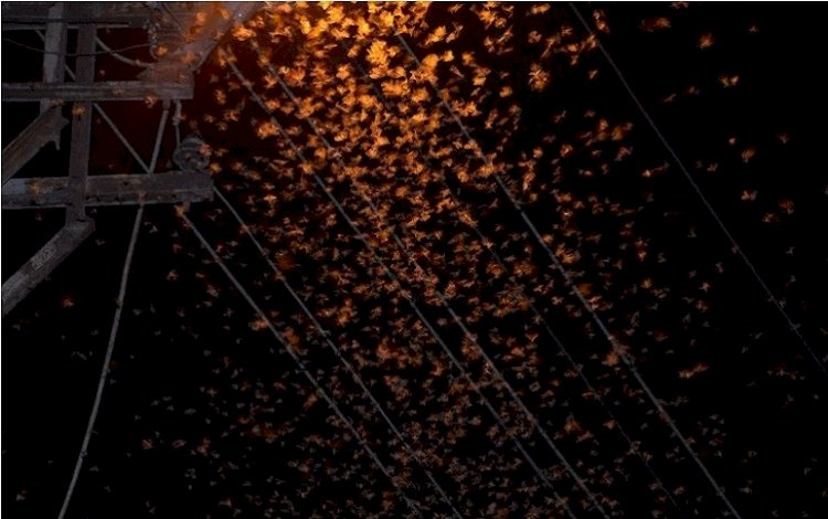 Kûliyan bajareke bakûrê Kurdistanê dagîr kir