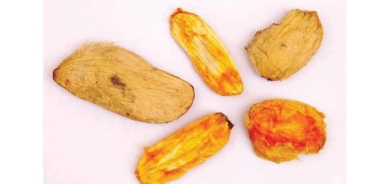 فوائد متعددة لبذور المانجو «المُهمَلة»