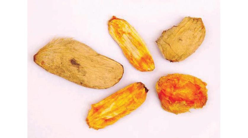 فوائد متعددة لبذور المانجو «المُهمَلة»