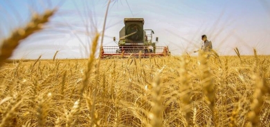 تراجع انتاج الحنطة في ديالى الى أكثر من 75%