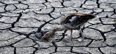 Serious drought hitting Europe, wider world