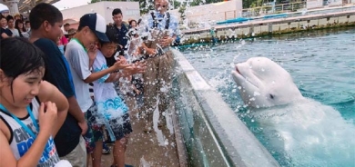 دۆڵفینی گاڵتەجار