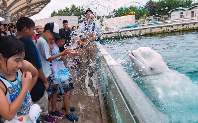 دۆڵفینی گاڵتەجار