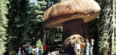 گەورەترین كوارگ   لە جیهاندا