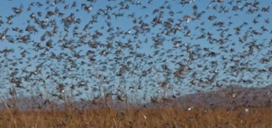 الأمطار الصيفية «قبلة الحياة» للجراد الصحراوي