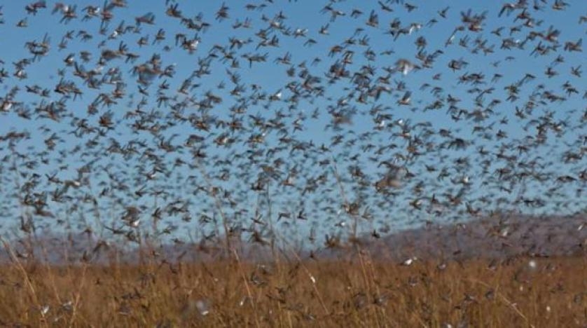 الأمطار الصيفية «قبلة الحياة» للجراد الصحراوي