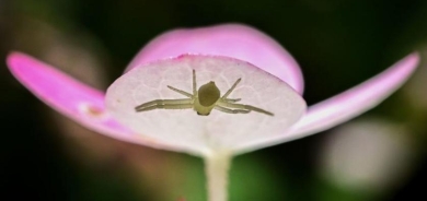 الحلم بالمصادفة؟ دراسة تشير إلى أن العناكب تحلم أثناء النوم