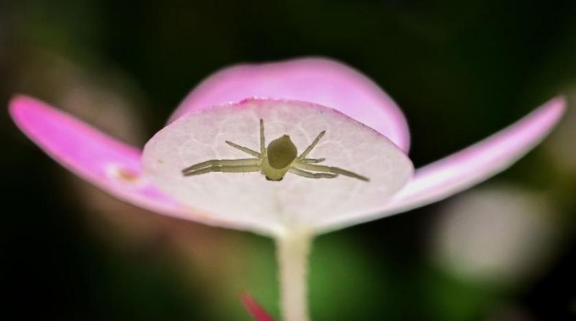الحلم بالمصادفة؟ دراسة تشير إلى أن العناكب تحلم أثناء النوم