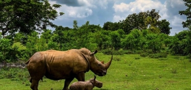 Poaching, horn trade declining but rhinos still threatened
