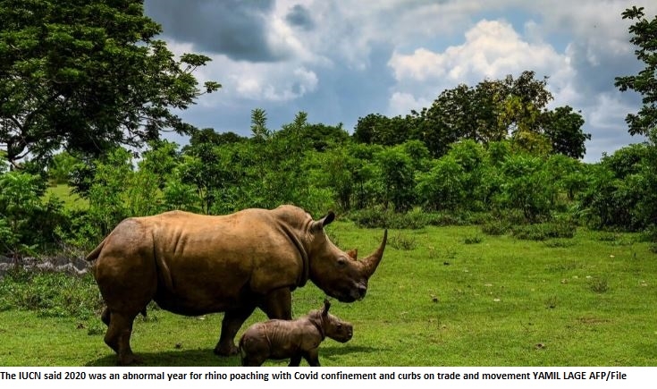 Poaching, horn trade declining but rhinos still threatened